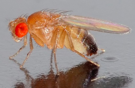 drosophila.jpg