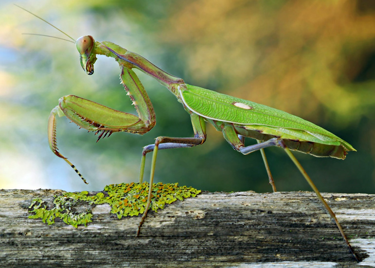 mantis.jpg
