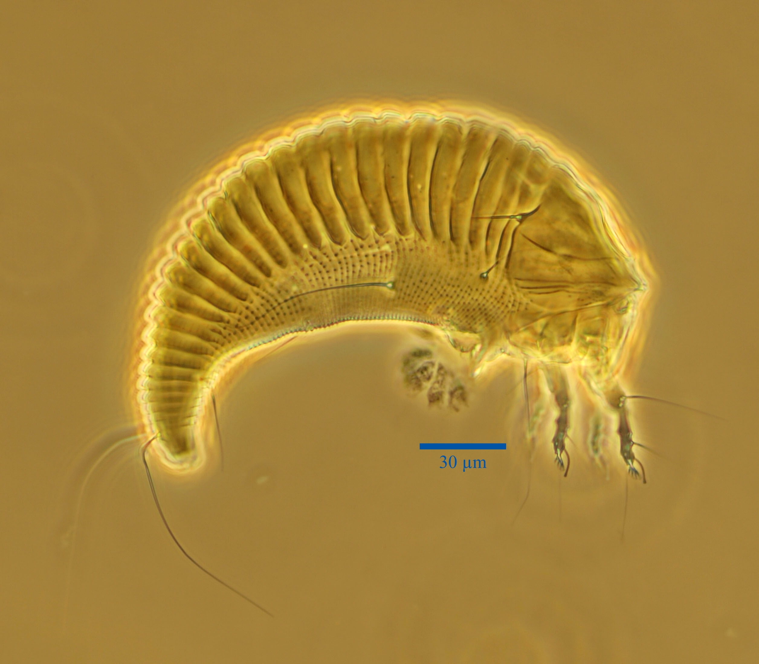 aculops.jpg