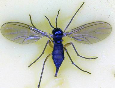 bradysia_coprophila.jpg