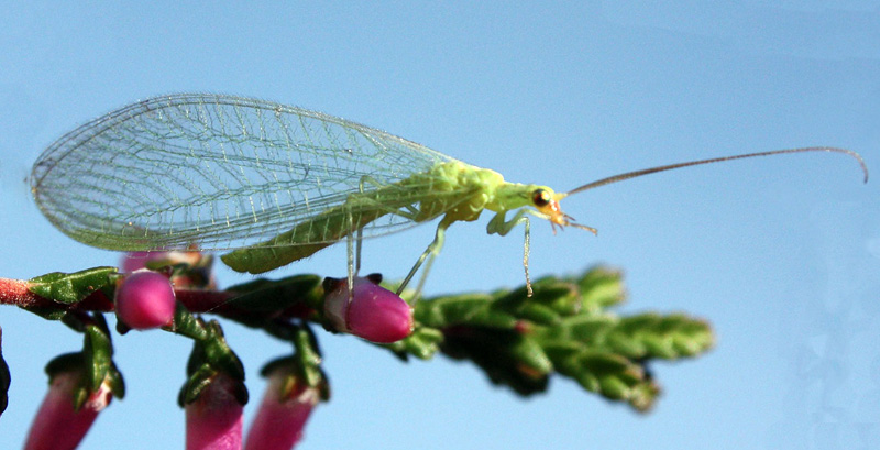 neuroptera.jpg