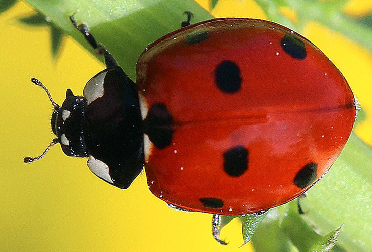 coccinella.jpg