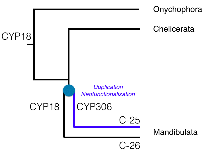 cyp18_306.png