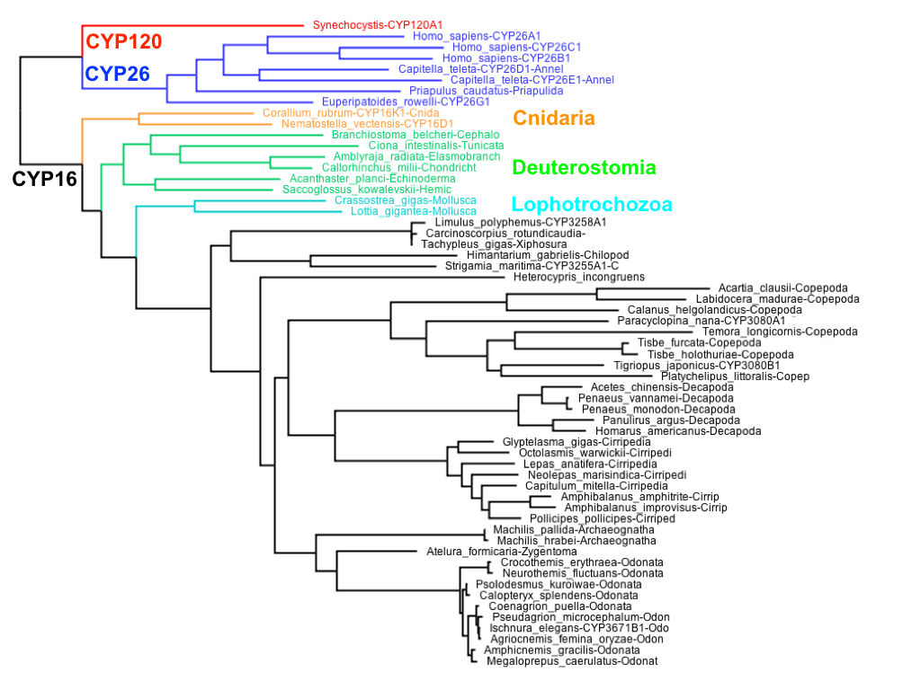 cyp16-26tree.png
