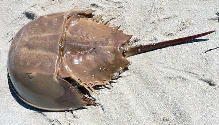 limulus.jpg