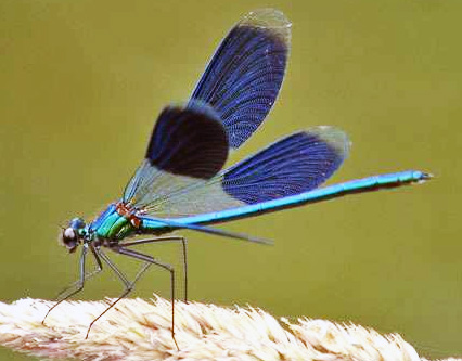 calopteryx.jpg