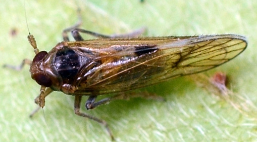 nilaparvata.jpg