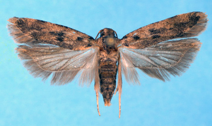 pectinophora.jpg