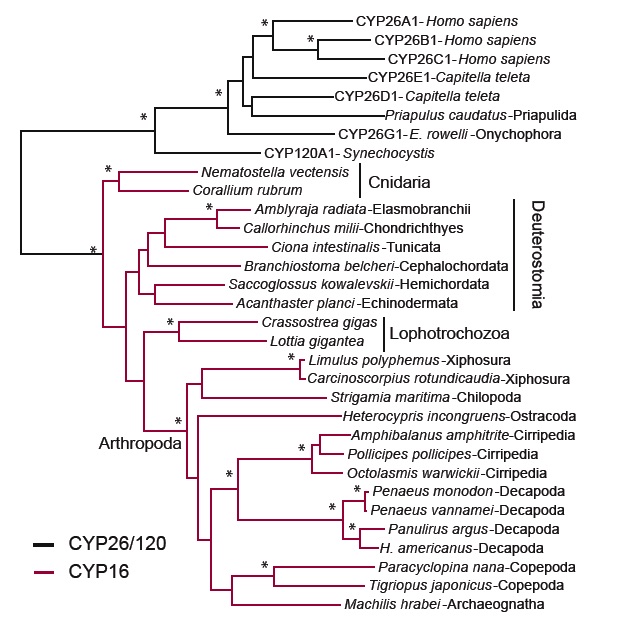 cyp16distribution.jpg