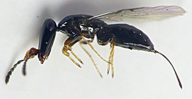 ceratosolen.jpg