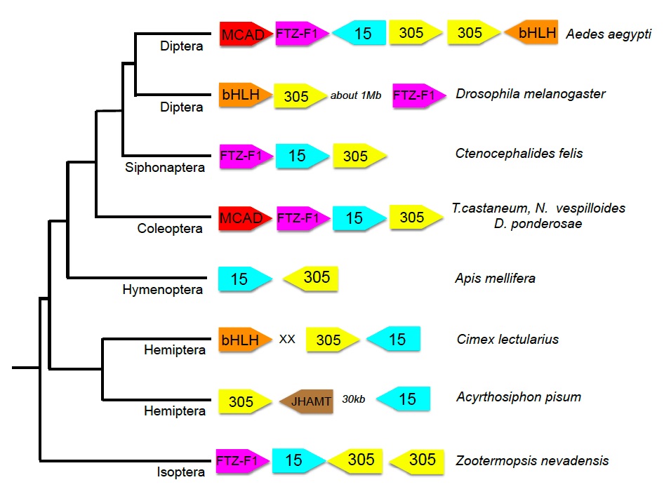 cyp15locus.jpg