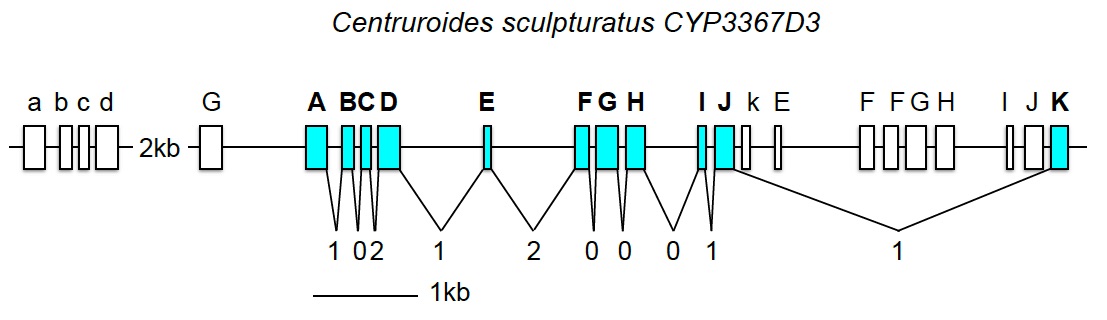 cyp3367centruroides.jpg