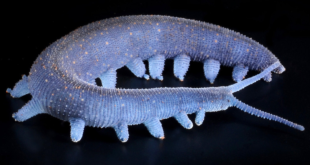 onychophora.jpg