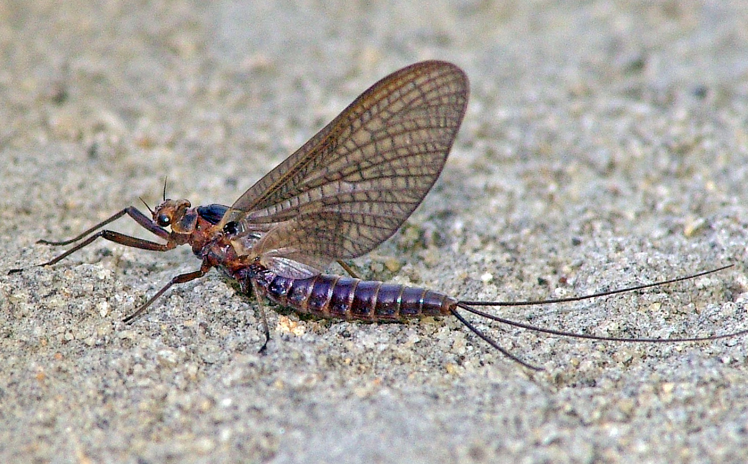 plecoptera.jpg